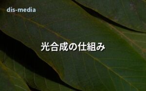 光合成の仕組み