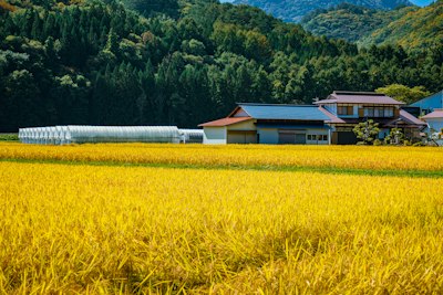 黄金色に実った稲田と農家 - 新米コシヒカリの収穫期